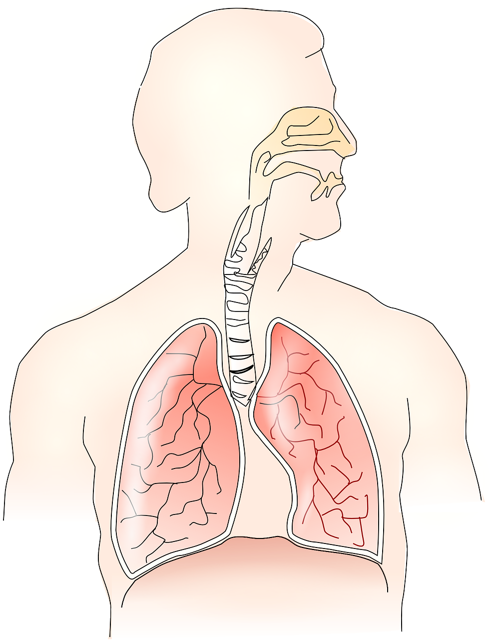 A schematic of the human respiratory system